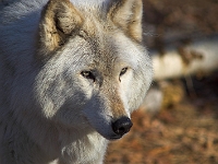 Arctic Wolf 040